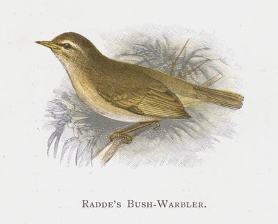 Raddes Bush-Warbler de Alexander Francis Lydon